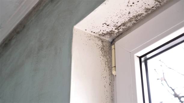 Best Emergency Mold Removal  in Hurricane, WV