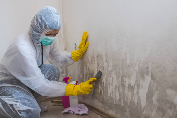 Professional Mold Removal in Hurricane, WV