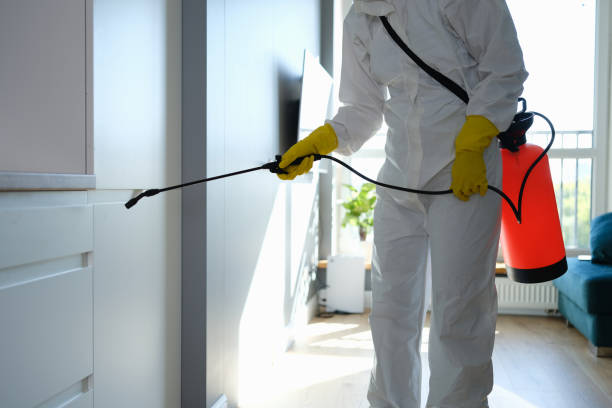Best Affordable Mold Removal  in Hurricane, WV