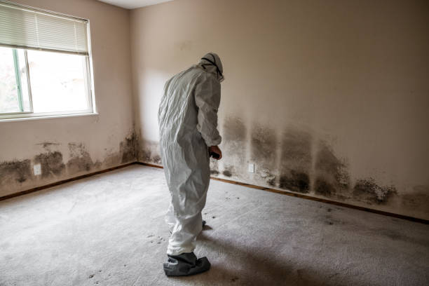 Best Professional Mold Removal  in Hurricane, WV