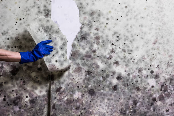 Best Emergency Mold Removal  in Hurricane, WV