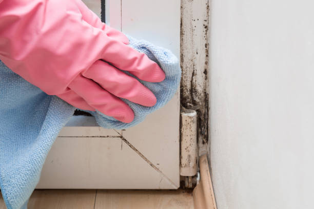 Best Mold Remediation Experts  in Hurricane, WV